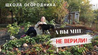 А что получилось? Мой ягодник на агроткани через год / Малина и земляника