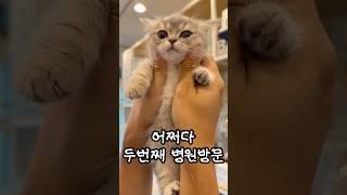 국수의 두번째 병원방문 #고양이 #아기고양이 #개냥이 #먼치킨 #먼치킨고양이 #고양이키우기 #귀여운고양이 #새끼고양이 #munchkin