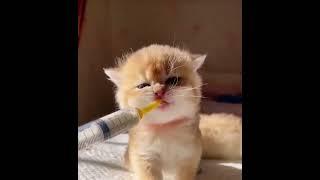 Как кормить котенка из шприца.