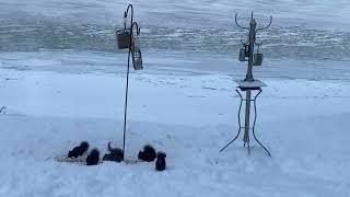 Lake Bellaire-Black squirrels unimpressed with Bob the eagle looking on from above-1/17/23-iphone v