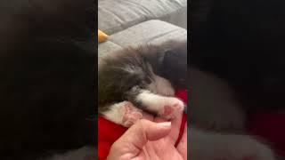 Гигантская лапа 30 дневного котенка мейн-кун #mainecoon #мейнкун #мейнкунполидакт #полидакт