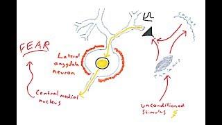 The Amygdala and Fear Conditioning