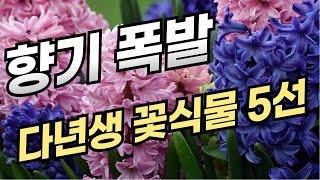실내와 베란다에서 키우기 좋은 향기나는 꽃식물 5가지 (힐링 가득 감성 식물 추천)