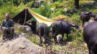 Primitive Rural Village || Chapter 1 || Mountain  Lifestyle in Nepal || Life in Village Nepal ||