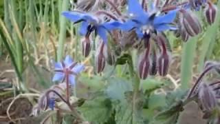 Огуречная трава, или Огуречник, или Бурачник, Бораго (лат. Borago)