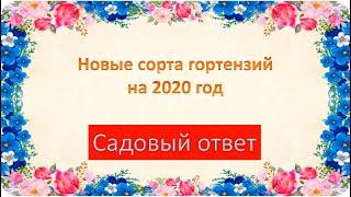 Новые сорта гортензий на 2020 год