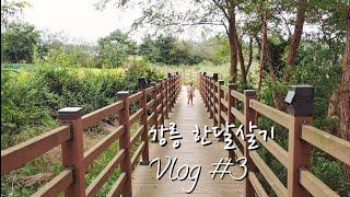 #강원도한달살기#양양가볼만한곳#동해막국수본점 날씨가 흐려 더 이뻣던 현지인 감성 향호산책길 | 동해막국수 대체 얼마나 맛있길래 그렇게 유명해?