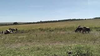 Hyenas cautious of a young unknown male lion