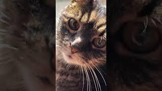 Snickers' meow in the Sun