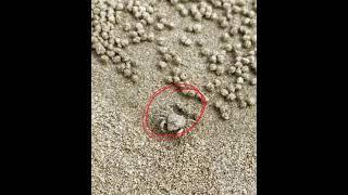 SandCrab play with sand　沙蟹　小螃蟹 CcuteCrab #crab  #sand #beachgames  #playsand  #SandCrab