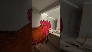 Ведет себя как…