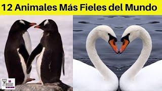 12 ANIMALES Que Tiene UNA Pareja TODA LA VIDA 