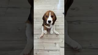 Ну что за чудо️6.07.2024 #бигльфарадэймладший #щенокбигля #beaglepuppy