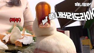 탈출이 취미인 오리 '네이' ㅋㅋㅋ (오도방정 주의)ㅣDuck ‘Nei’ Loves To Run Away LOL