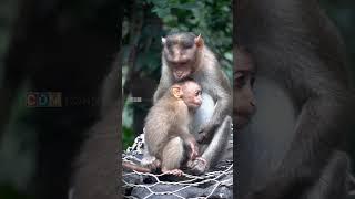 MOMS LOVE & CARING  | A CUTE FAMILY #monkey #motherhood