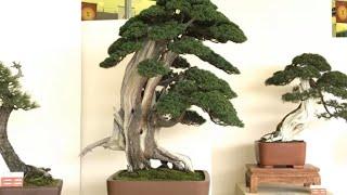 China  - National - Bonsai tree  - Collectors’ - Exhibition - part 3|| vtv bonsai thieu hau