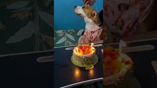 #funny #amazingfacts #comedy #dog #doglover #facts #pets #news #beagle #quiz #birthday