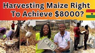 the cost and process of maize harvesting in Ghana | right time to achieve $8000 profit