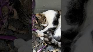 Кот спит на камнях Cat nap on stones Милые котики Cute cats Nature Animals Pet Plants Meow Kitty Top