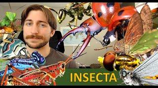 Insecta: The Insects - Class Spotlight