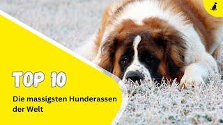 Die 10 massigsten Hunde der Welt ⎮diehundezeitung.com