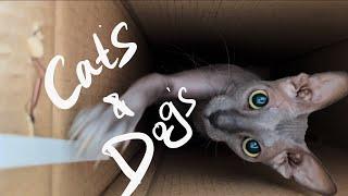 dachshund dog playing with sphinx cat / собака такса играет с котом сфинкс