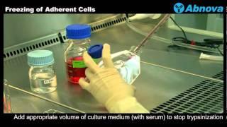 Freezing of Adherent Cells