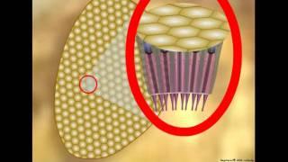 Insect Vision: Ommatidium Structure and Function
