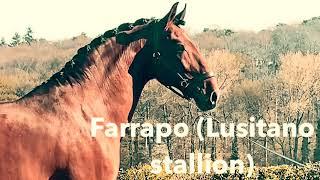 Farrapo (10 yo Lusitano stallion) on his way to the Grand Prix