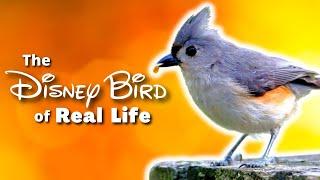 The Tufted Titmouse | Full Overview