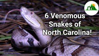 The Six Venomous Snakes of North Carolina: How To Identify A Venomous Snake!