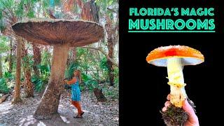 The Magic Mushrooms of Florida