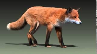 Red fox walk cycle animation