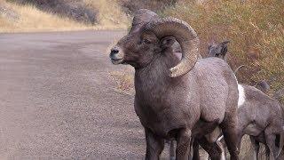 Watchable Wildlife in Waterton Canyon