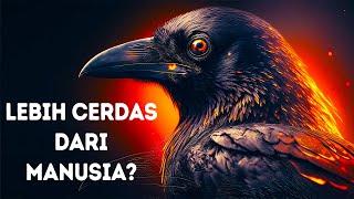 Burung Gagak Bukan Sekadar Pintar, tapi Sangat Cerdas