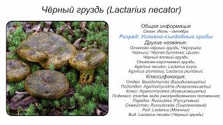 Чёрный груздь (Lactarius necator)