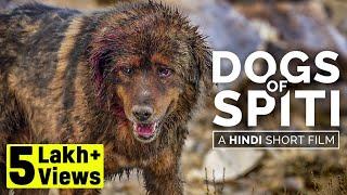 Why dogs are eating dogs | Dogs of Spiti - A Hindi short film