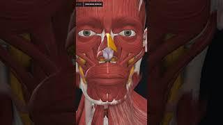 15s #anatomy daily🫀can you name the 3 muscles of the nose #studytips #shorts #physiology