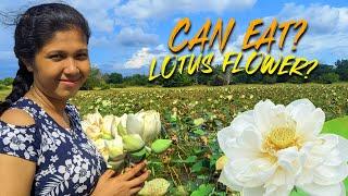 Lotus Flower Cooking Recipe | I Made Unique Lotus Petals Omelette. found on River! it's so HEALTHY!