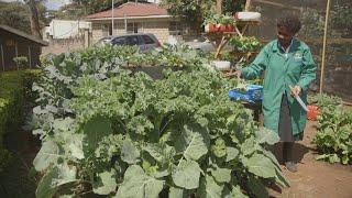 Safe use of agro chemicals and harvesting - Farm Kenya