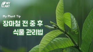 마이플랜트 팁 | 장마철 식물 살리는 비결! 전 중 후 관리법 상세 설명