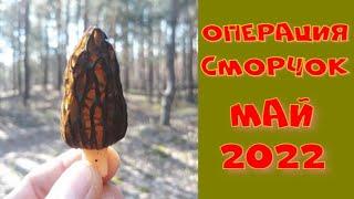 СМОРЧКИ 2022! ГРИБНЫЕ МЕСТА КУРСКА! НАШЕЛ ГИГАНТА! ПОИСК ВЕСЕННИХ ГРИБОВ И МОНЕТ В ГОРЕЛОМ ЛЕСУ!