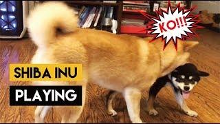 【加拿大柴犬生活】柴犬Oka PK 柴犬Chako | 【 Shiba Inu Life in Canada】Shiba Inu Playing Oka & Chako