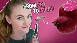 Betta Fish Food - From Fry to Adult! What I Use