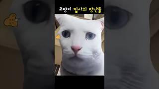 고양이 집사의 장난들 ㅋㅋ