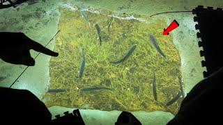 MEGA SCHOOLS of Trout Swim UNDER US! (Sight-fishing in Clear Water)