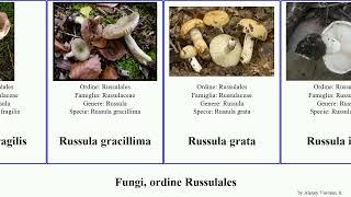 Fungi, ordine Russulales lactarius minor solaris americana fungus integra amara intermedia bicolor