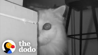 Couple Realizes Why Their Cat Keeps Screaming At Them | The Dodo