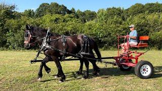 DRAFT HORSES // Driving Jean and Grace (3 year old team), they get spooked by fawn deer