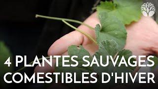 4 plantes sauvages comestibles en hiver !